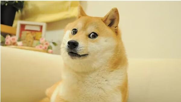 Original image of the Doge meme