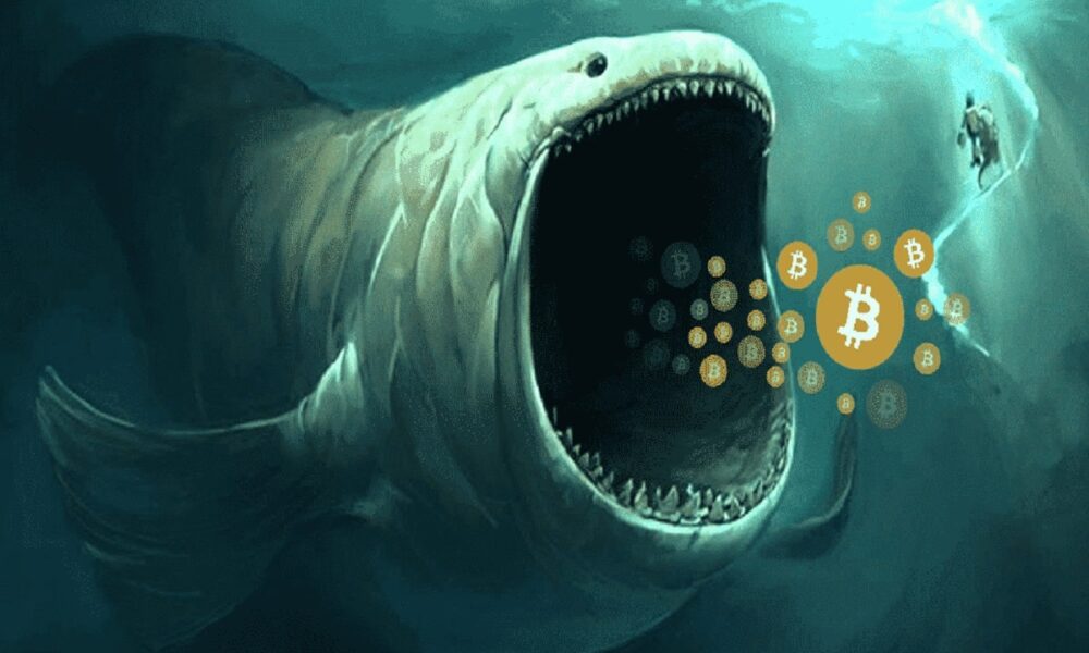 Bitcoin and Ethereum Whales Buy Every Price Drop, Relief Recovery Soon?