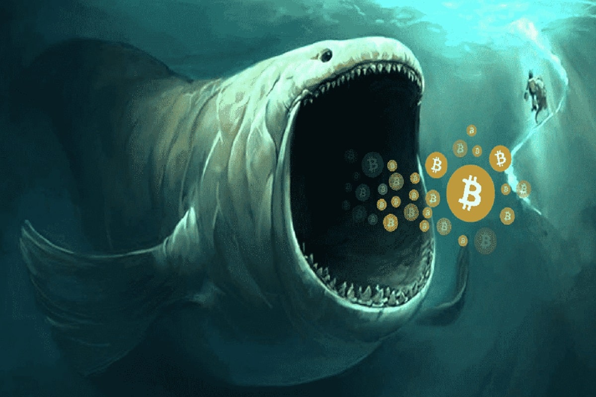 Bitcoin and Ethereum Whales Buy Every Price Drop, Relief Recovery Soon?