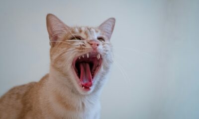 Feline-themed memecoins surge 16.1% after Roaring Kitty's return