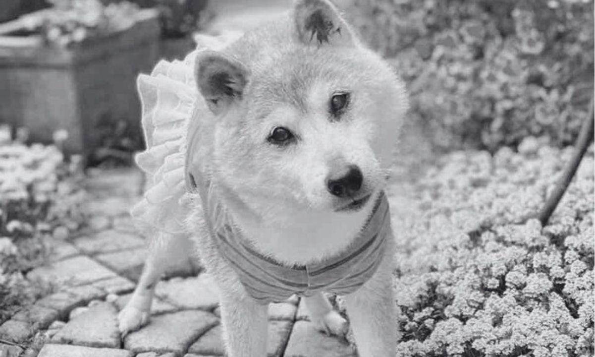 Kabosu, the Shiba Inu behind the iconic meme, dies at 18