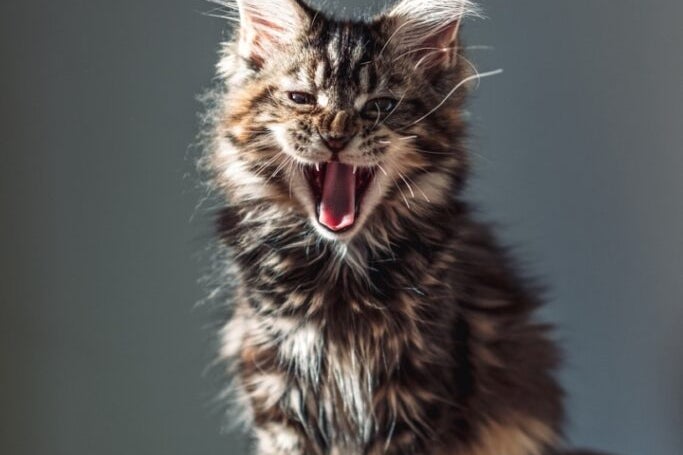 Who is Roaring Kitty and is her return bullish for Cat Meme Coins?