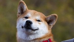 A close-up shot of a Shiba Inu with a smiling face representing Dogecoin.