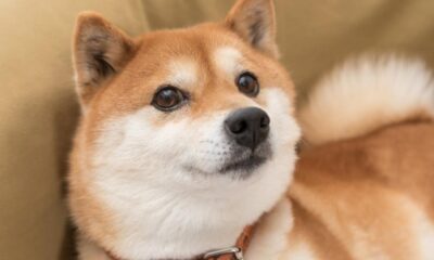 Best Meme Coin: Shiba Inu vs. Dogecoin