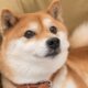 Best Meme Coin: Shiba Inu vs. Dogecoin