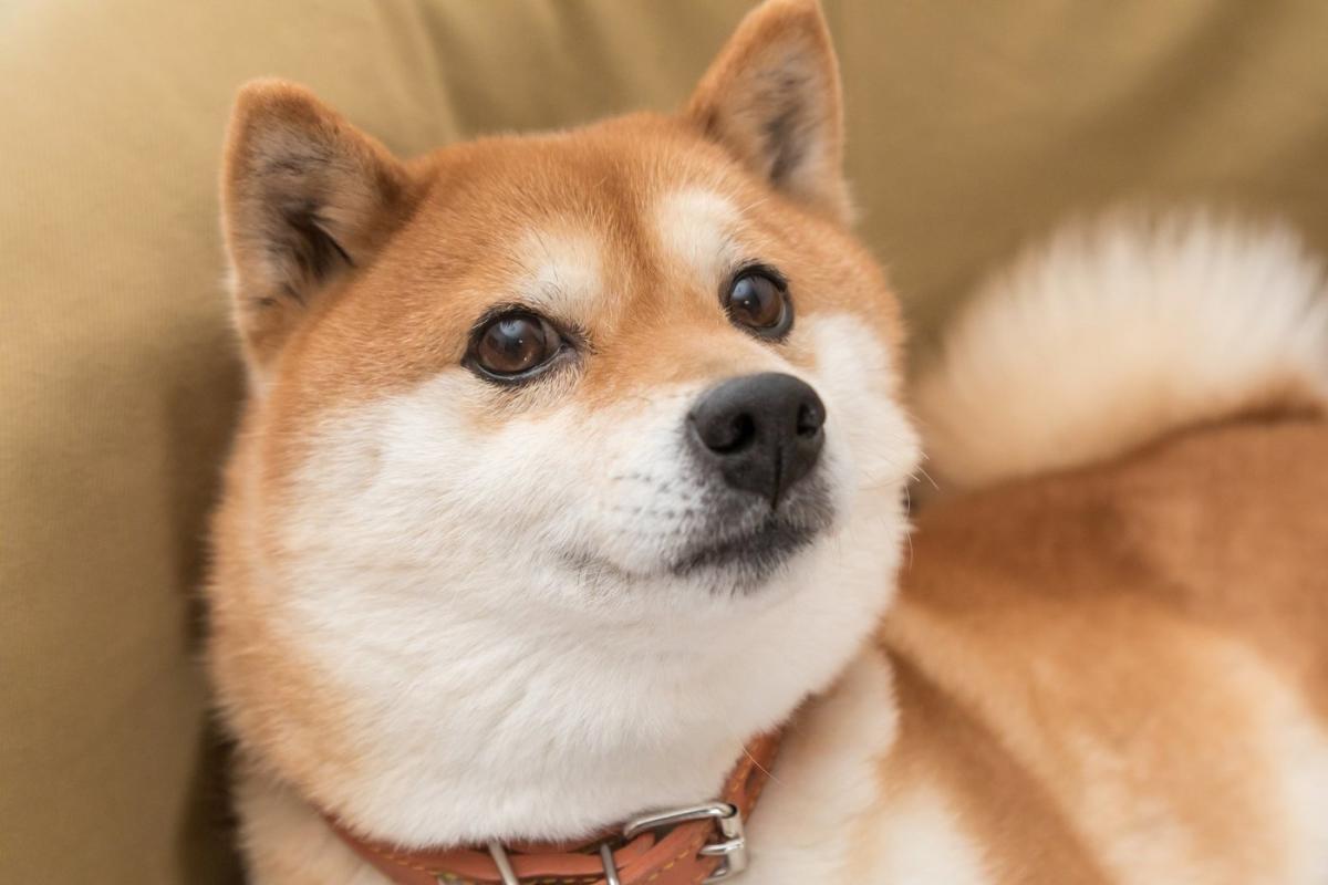 Best Meme Coin: Shiba Inu vs. Dogecoin