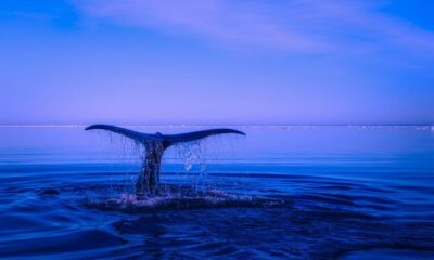 Crypto Whale Shakes Up PEPE Market With $9 Trillion Token Transfer to Bybit