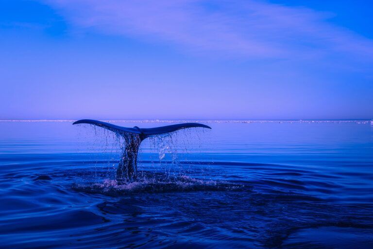 Crypto Whale Shakes Up PEPE Market With $9 Trillion Token Transfer to Bybit